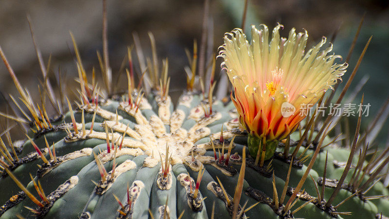 艾莫利的桶形仙人掌，Ferocactus emoryi